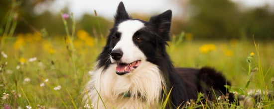 Top 15 Smartest Dog Breeds For Everyone