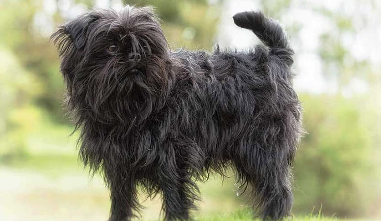Affenpinscher