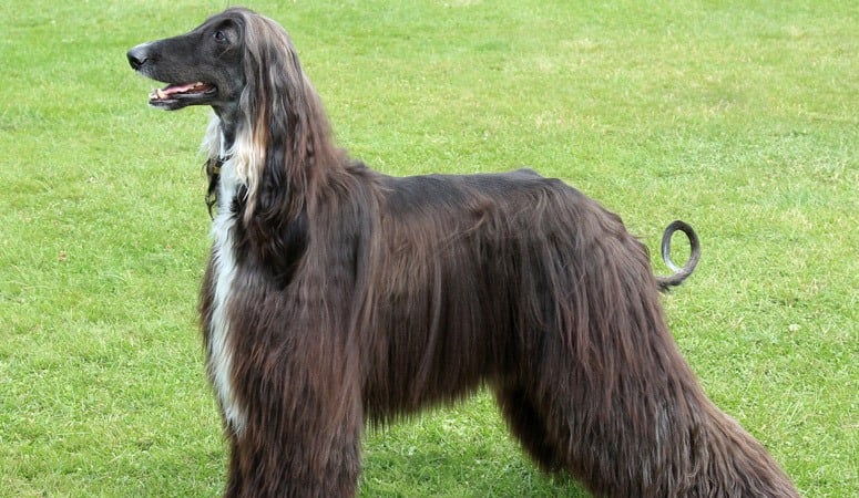 Afghan Hound
