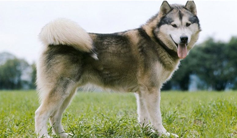 Alaskan Malamute