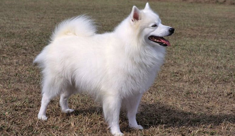 American Eskimo Dog