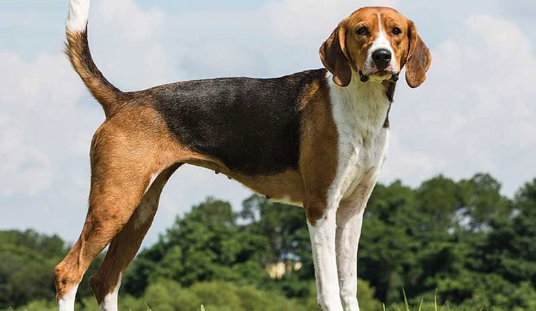 American Foxhound