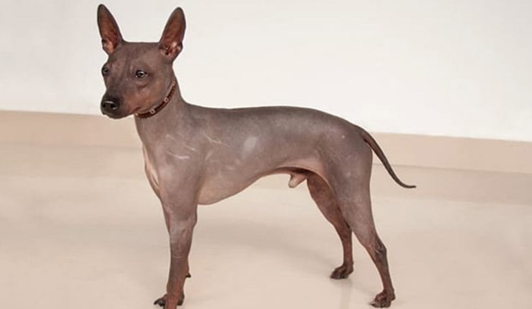 American Hairless Terrier