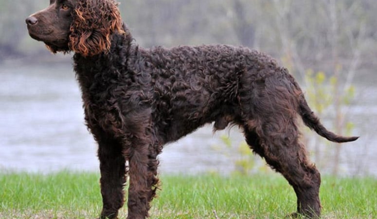 American Water Spaniel