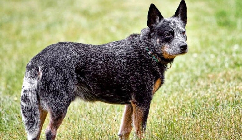 Australian Cattle Dog
