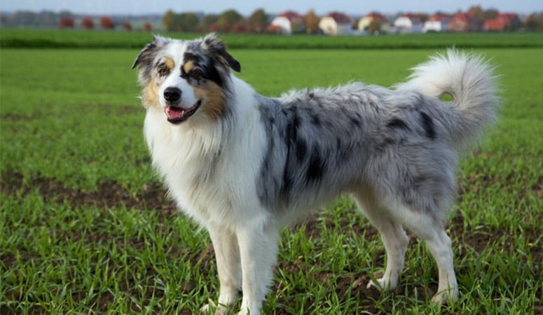 Australian Shepherd