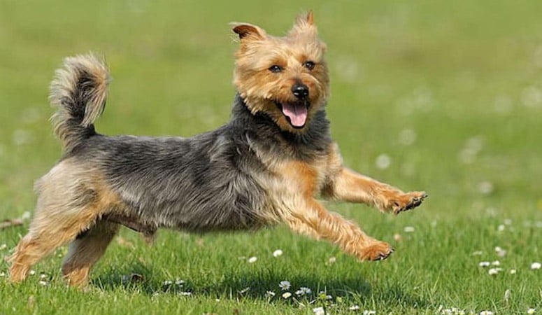 Australian Terrier