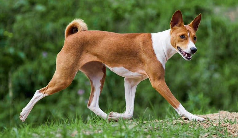 Basenji
