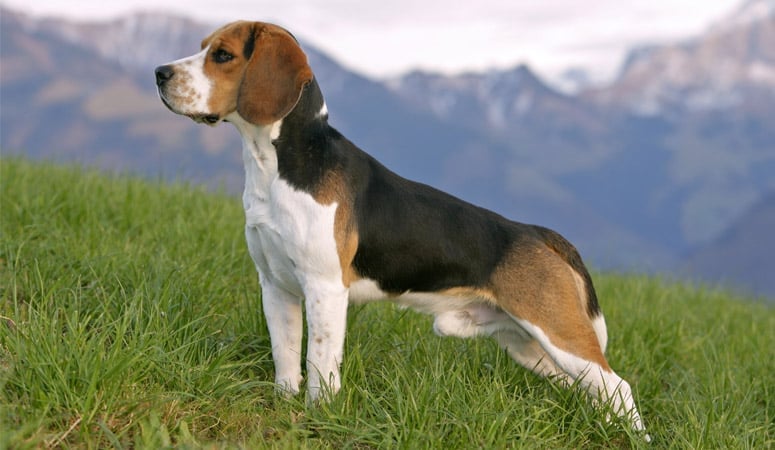 Beagle