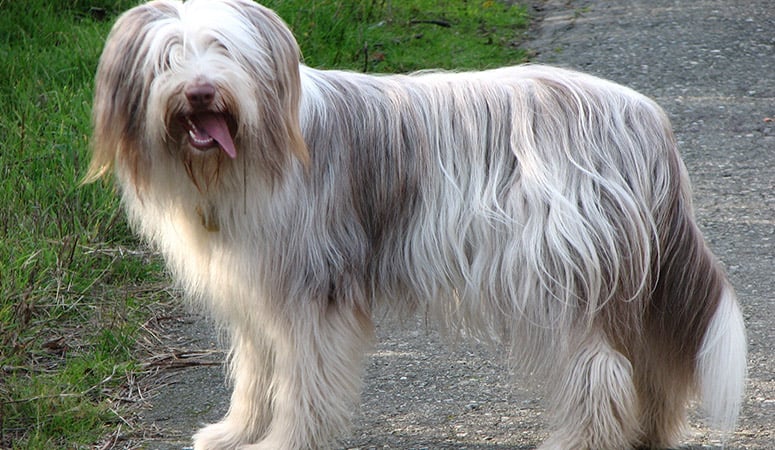 Bearded Collie