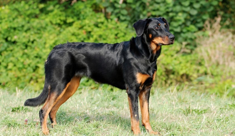 Beauceron