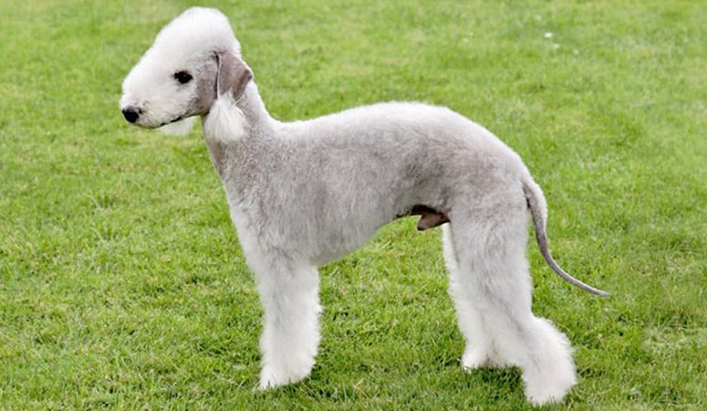 Bedlington Terrier