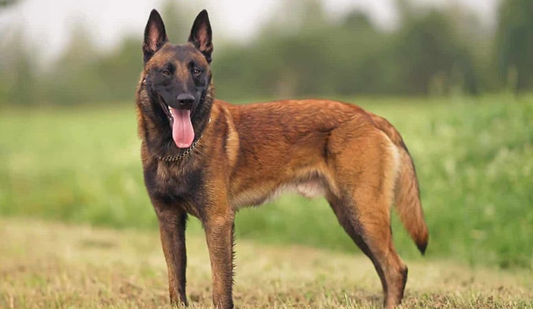 Belgian Malinois