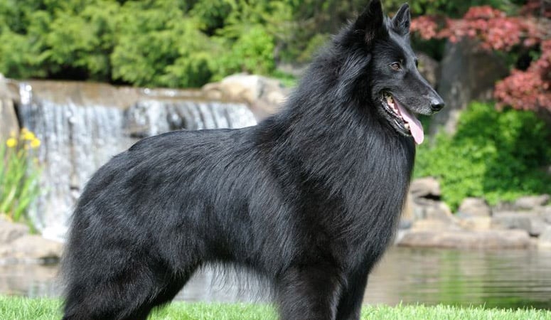 Belgian Sheepdog