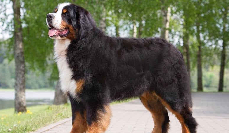 Bernese Mountain Dog