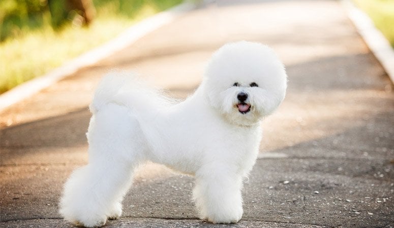 Bichon Frise