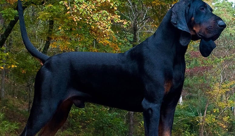 Black and Tan Coonhound