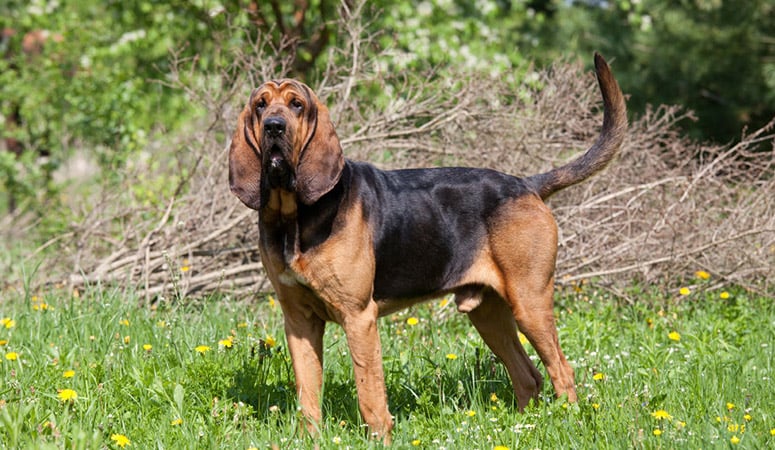 Bloodhound