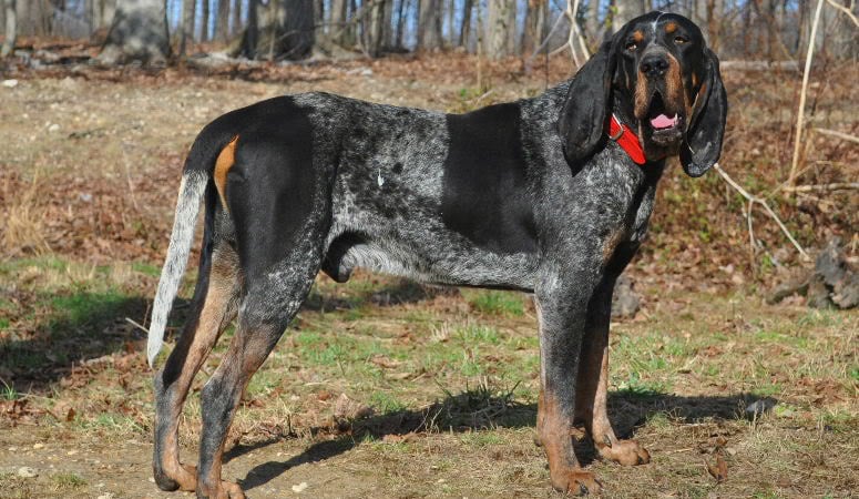 Bluetick Coonhound