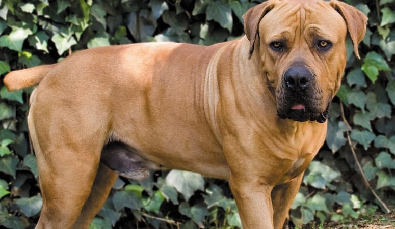 Boerboel