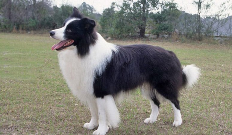 Border Collie