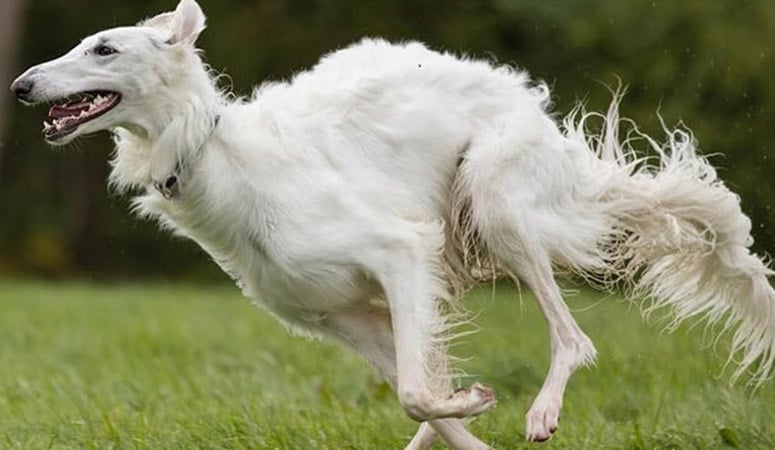 Borzoi