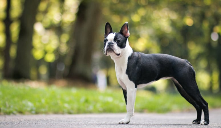 Boston Terrier