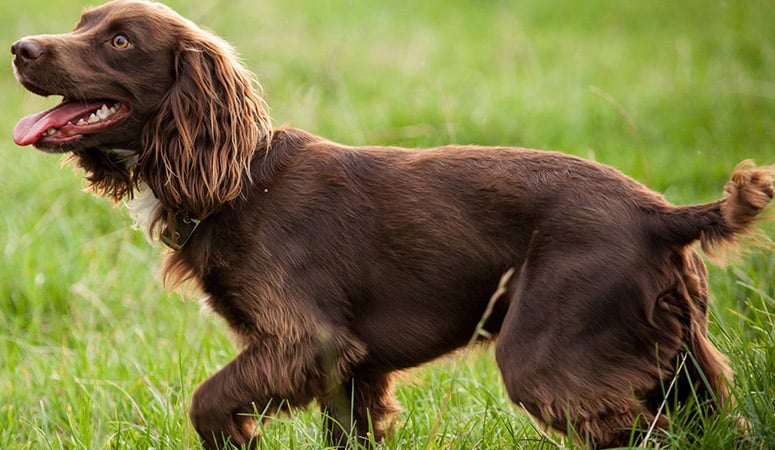 Boykin Spaniel