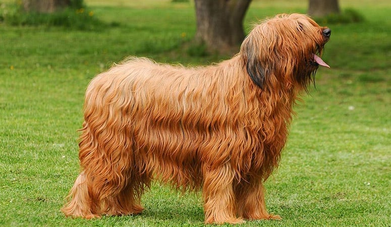 Briard