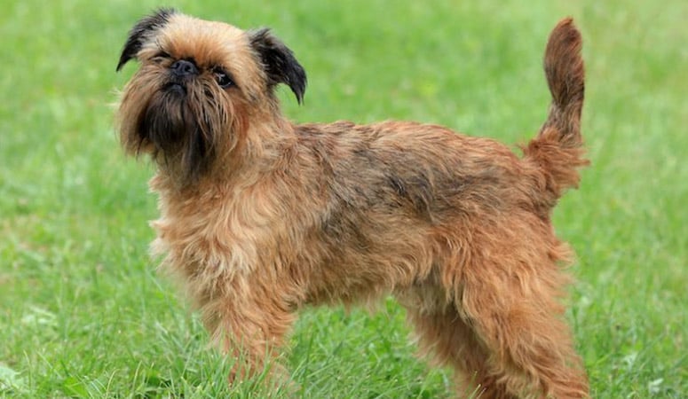 Brussels Griffon