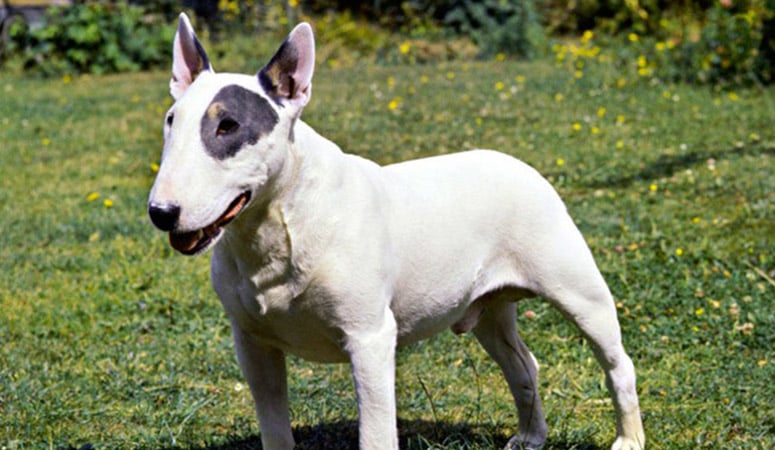 Bull Terrier