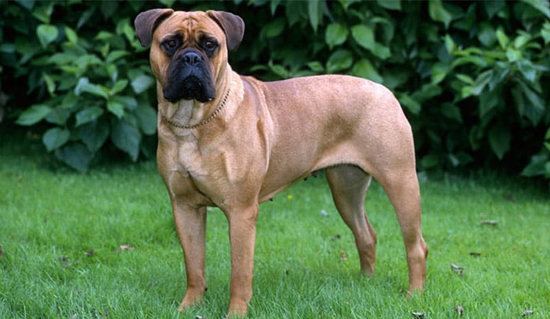 Bullmastiff
