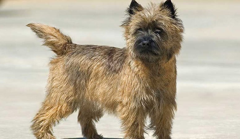 Cairn Terrier