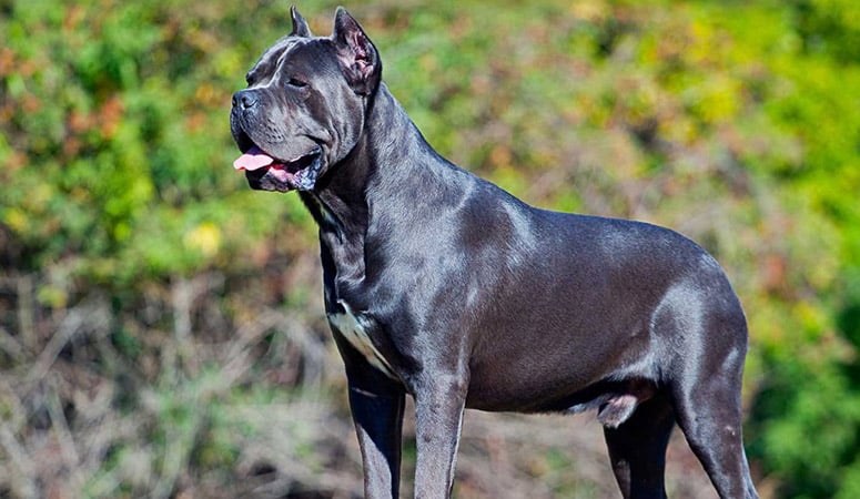 Cane Corso