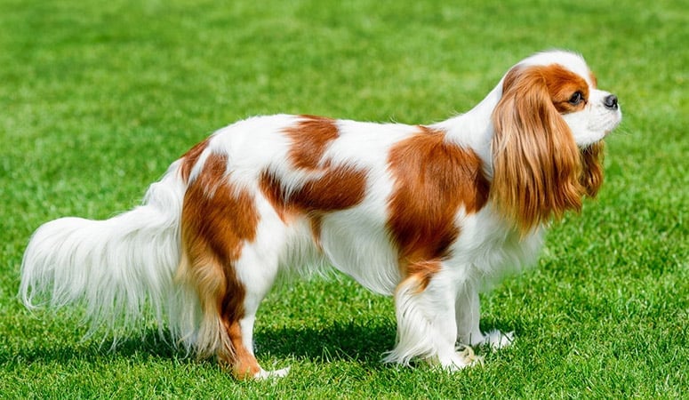 Cavalier King Charles Spaniel