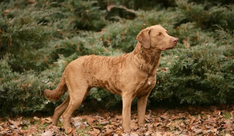 Chesapeake Bay Retriever