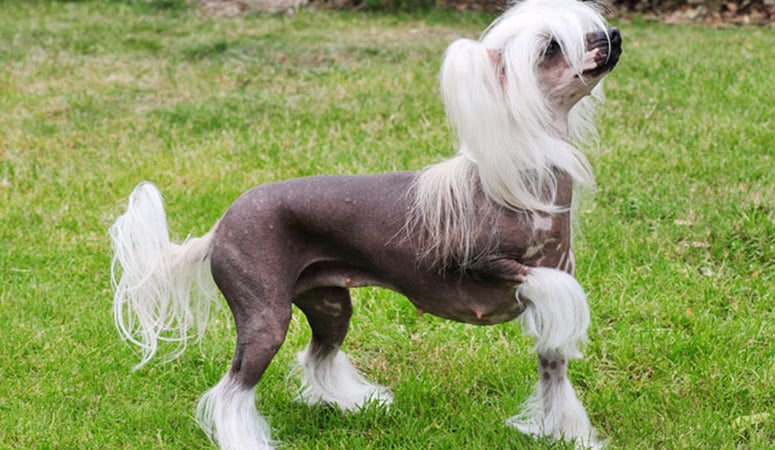 Chinese Crested