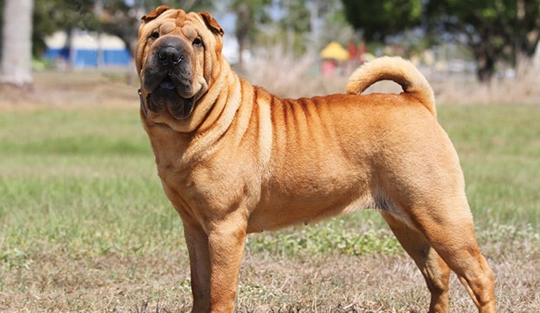 Chinese Shar-Pei
