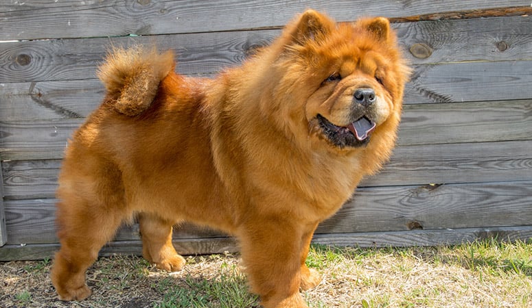 Chow Chow