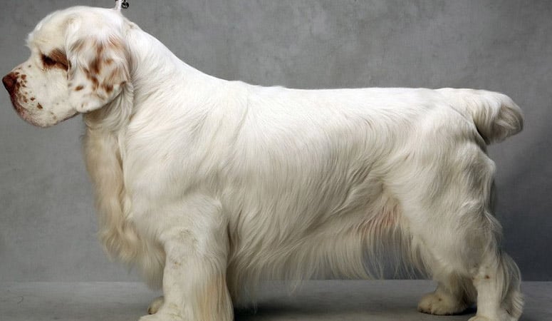 Clumber Spaniel