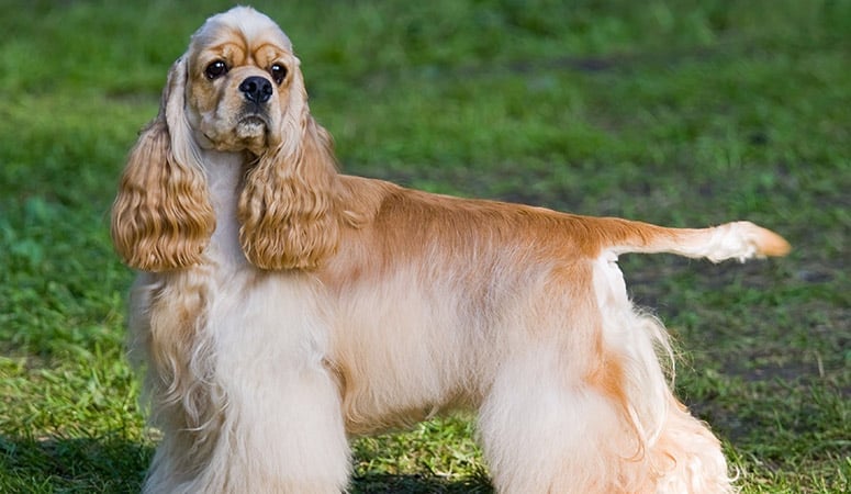 Cocker Spaniel