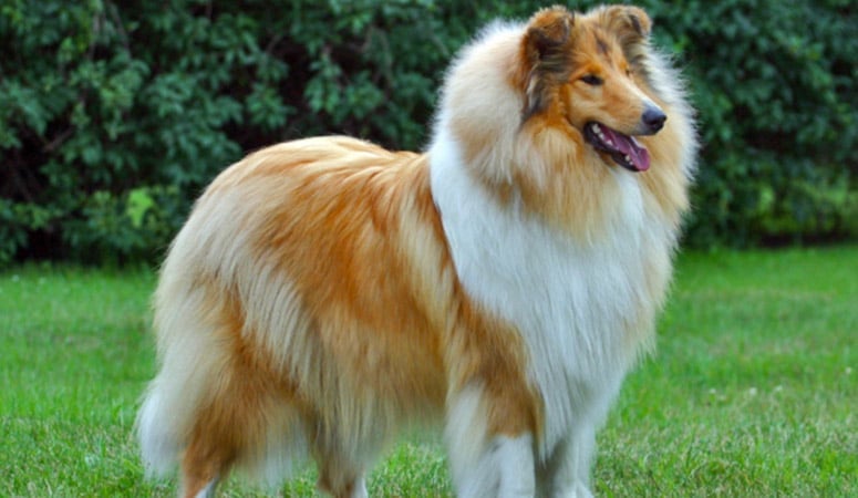 Collie