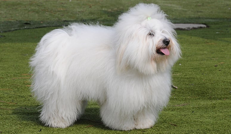 Coton de Tulear