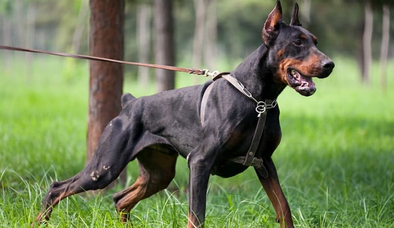 Doberman Pinscher