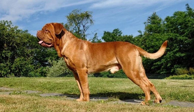 Dogue de Bordeaux