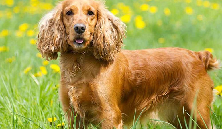 English Cocker Spaniel