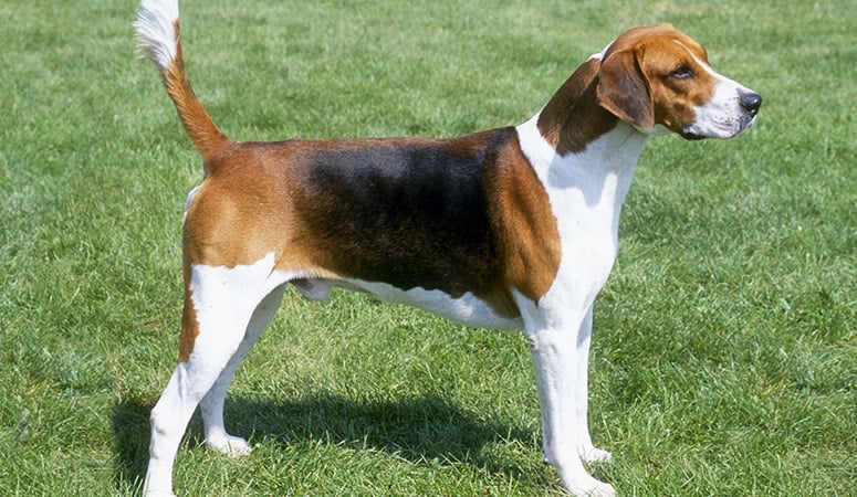 English Foxhound