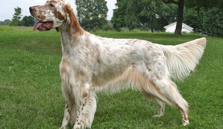 English Setter