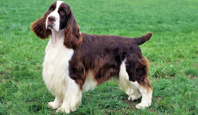 English Springer Spaniel