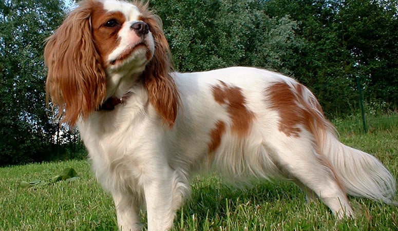 English Toy Spaniel